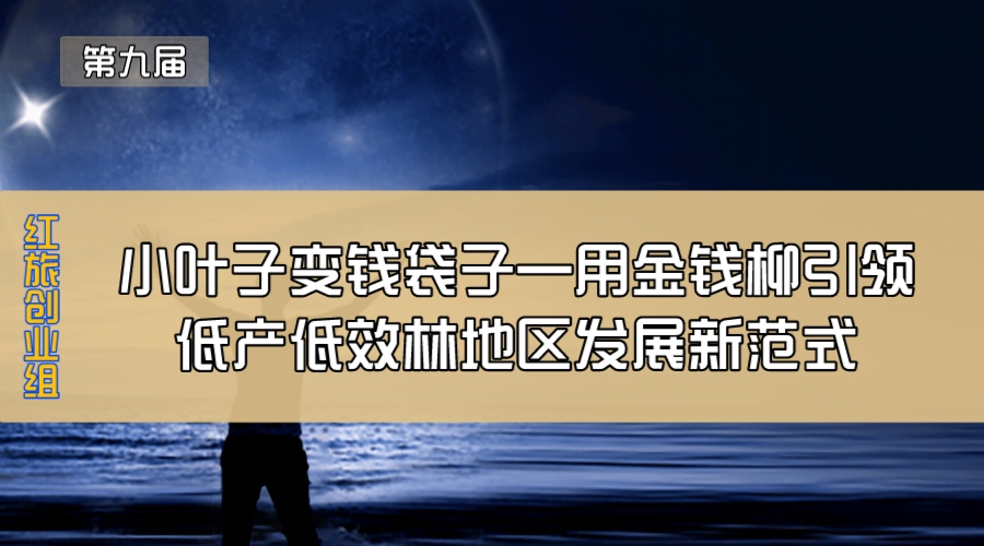 小叶子变钱袋子—用金钱柳引领低产低效林地区发展新范式